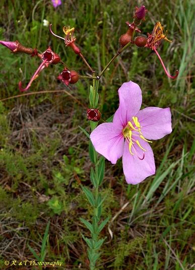 {Rhexia alifanus}